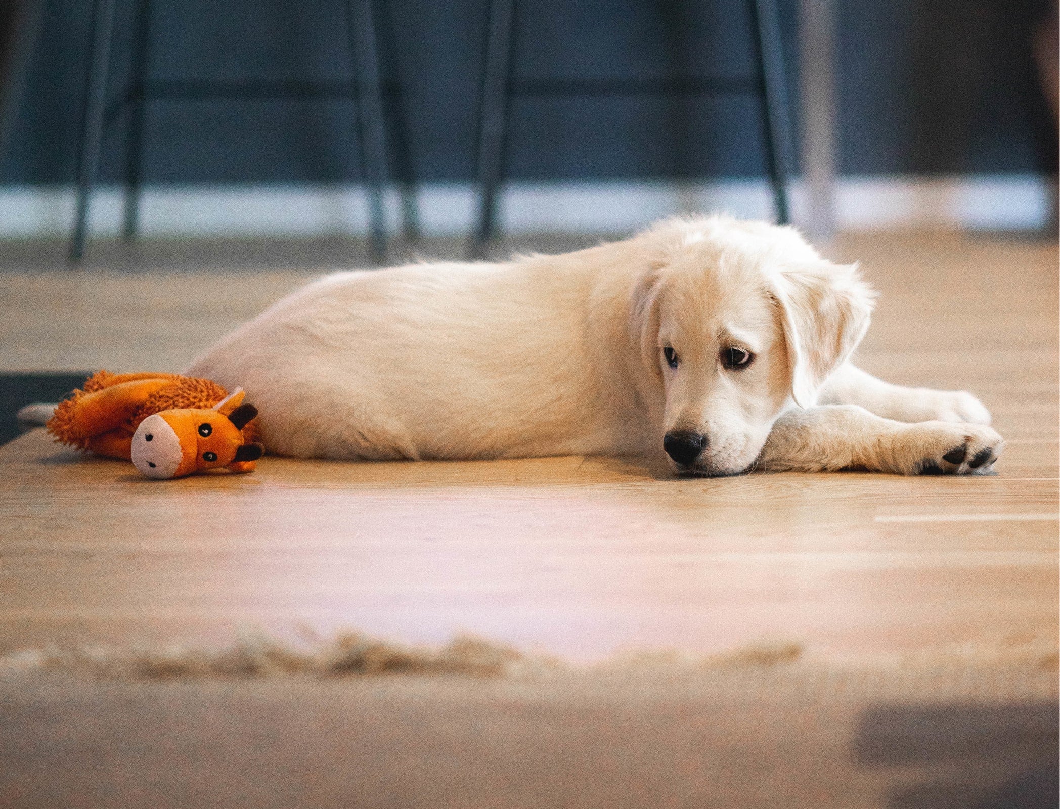 Is Vinyl Flooring Pet-Friendly? Here’s What You Need to Know