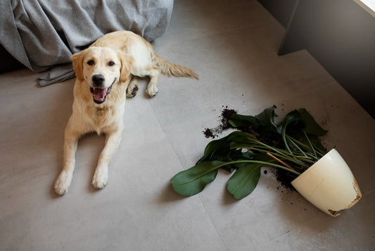Pet Friendly Vinyl Flooring