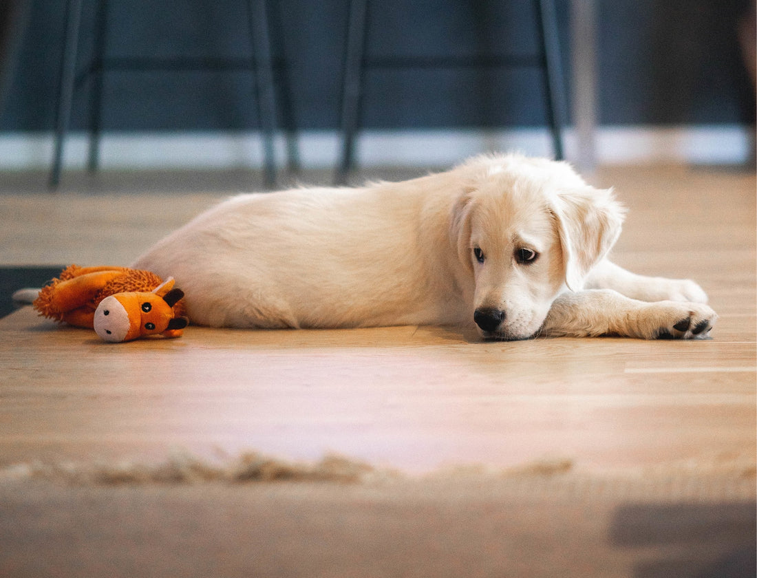 Pet friendly flooring